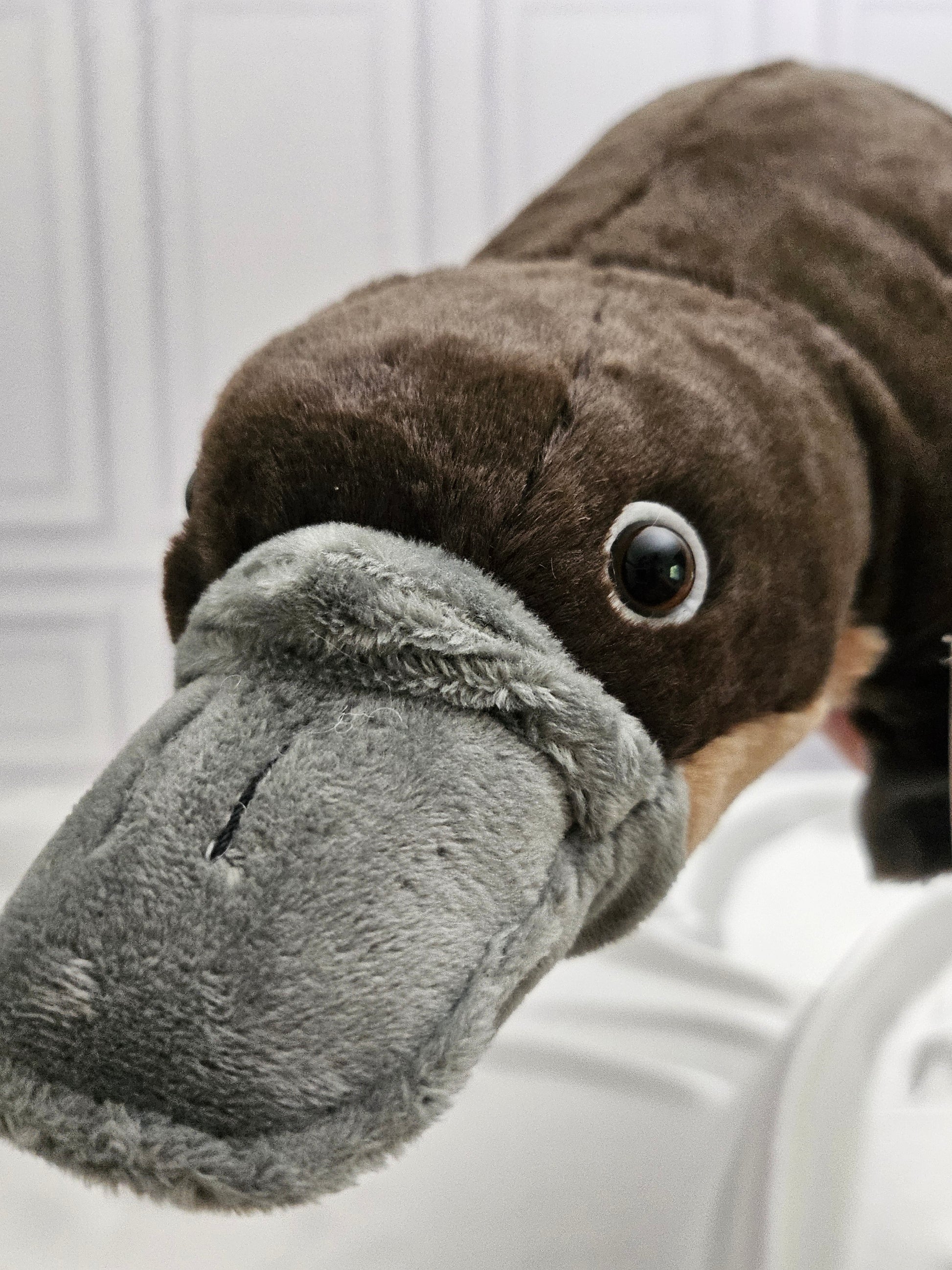 Platypus Stuffed Animal - 12 in - Cuddlekins